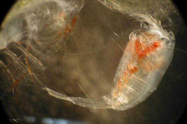 Zooplankton. Picture