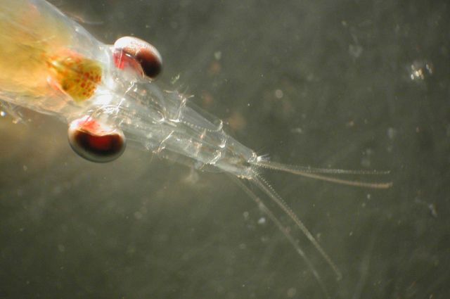 Zooplankton. Picture