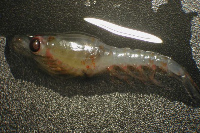 Zooplankton Picture