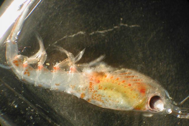 Zooplankton Picture