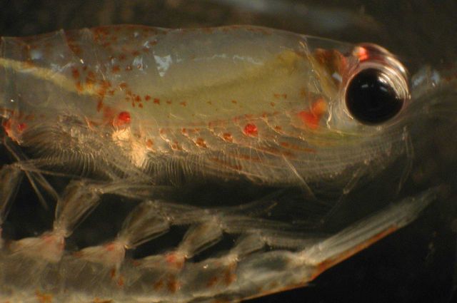 Zooplankton Picture