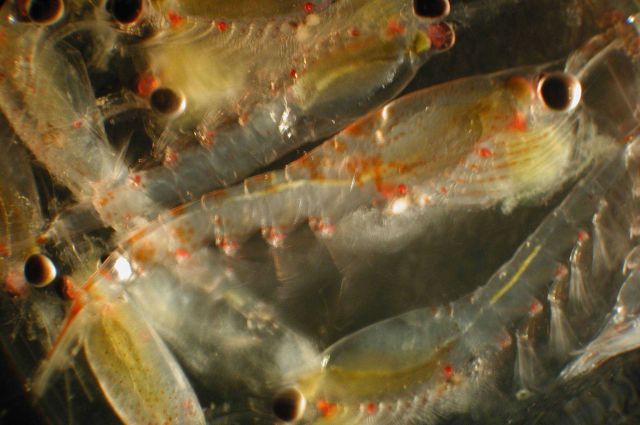 Zooplankton Picture