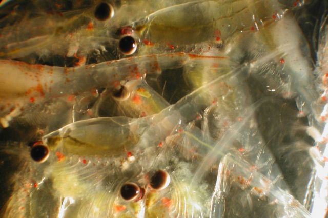 Zooplankton Picture