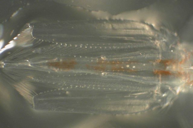 Zooplankton Picture