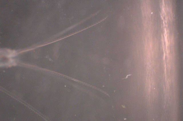 Zooplankton Picture