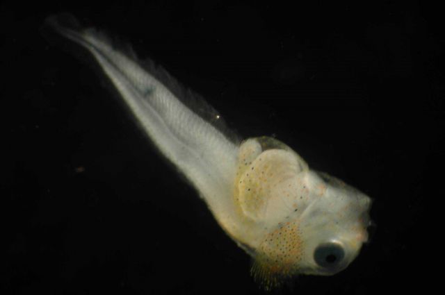 Zooplankton Picture
