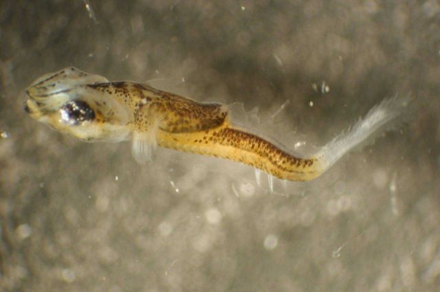 Zooplankton Picture