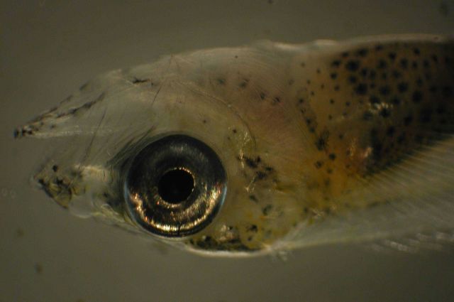 Zooplankton Picture