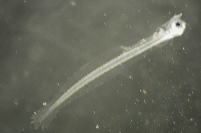 Zooplankton Picture