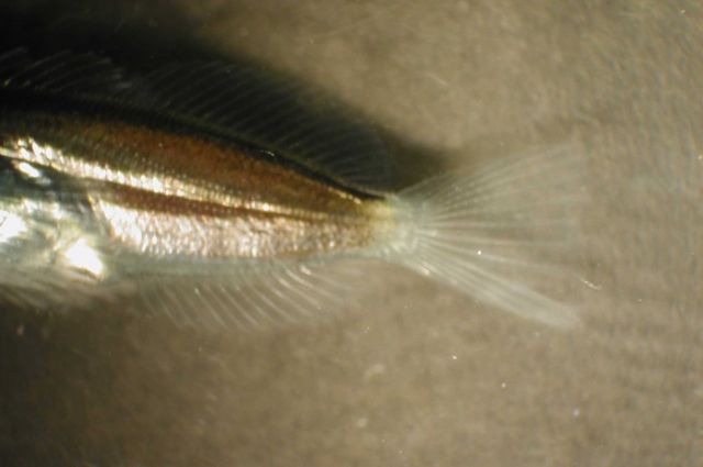 Zooplankton Picture