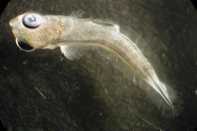 Zooplankton Picture