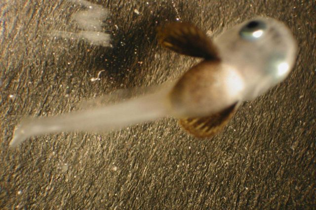 Zooplankton Picture