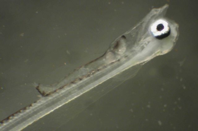 Zooplankton Picture
