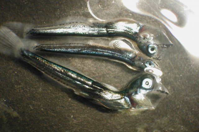 Zooplankton Picture