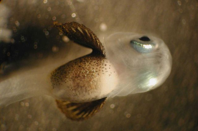 Zooplankton Picture