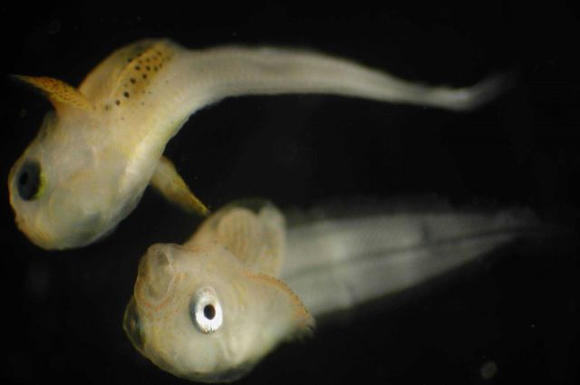 Zooplankton Picture