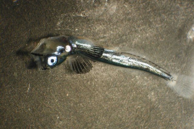 Zooplankton Picture