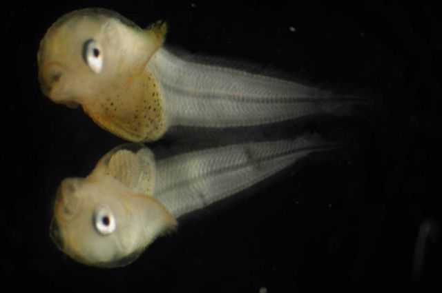 Zooplankton Picture