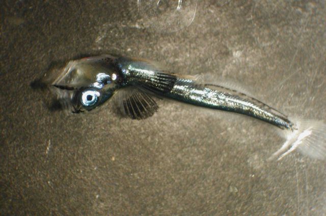 Zooplankton Picture