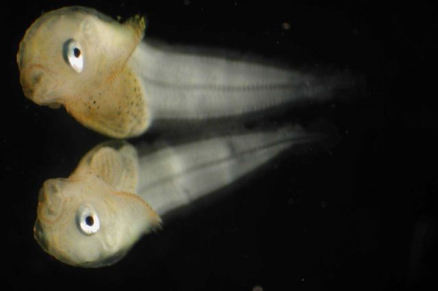 Zooplankton Picture