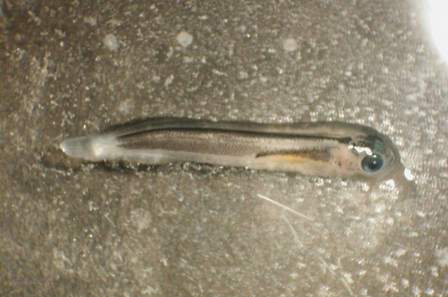 Zooplankton Picture