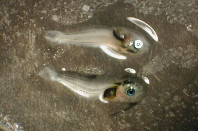 Zooplankton Picture