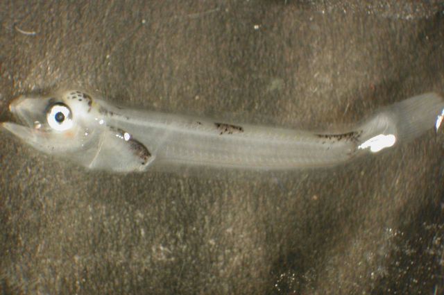 Zooplankton Picture