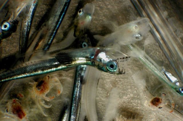 Zooplankton Picture