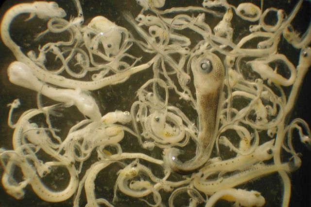 Zooplankton Picture
