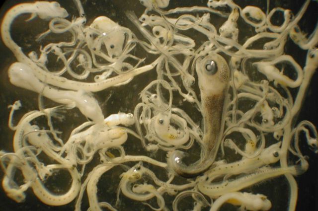 Zooplankton Picture