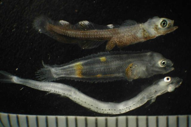 Zooplankton Picture