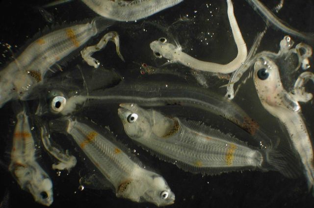 Zooplankton Picture