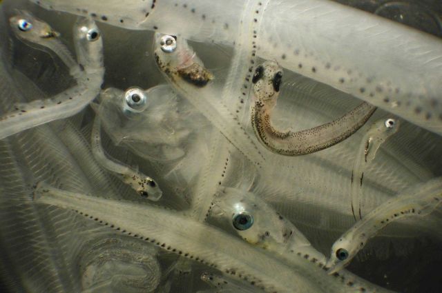 Zooplankton Picture