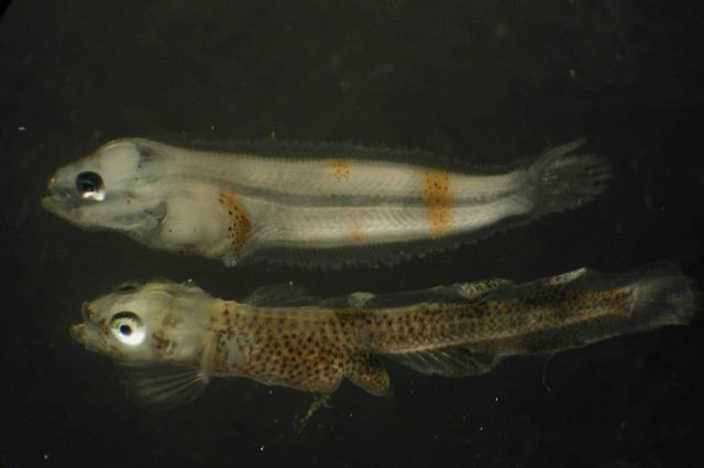 Zooplankton Picture