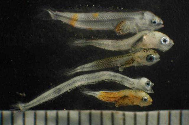 Zooplankton Picture