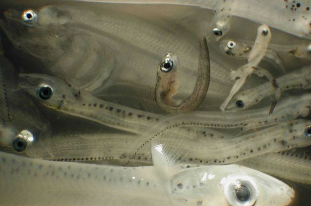 Zooplankton Picture