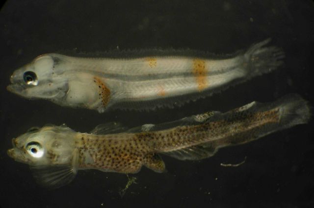 Zooplankton Picture