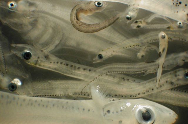 Zooplankton Picture