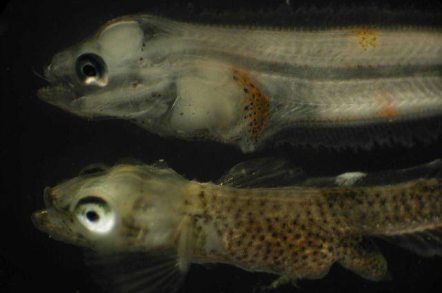 Zooplankton Picture