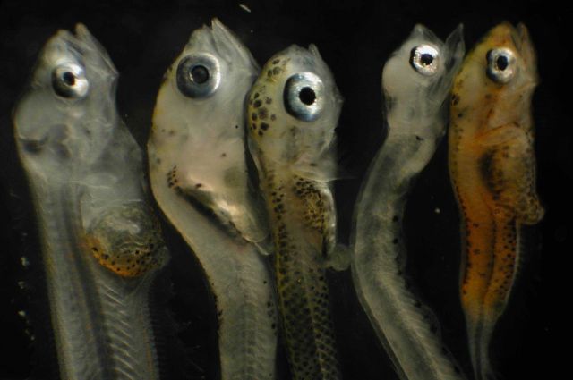 Zooplankton Picture