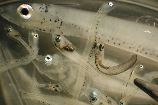 Zooplankton Picture