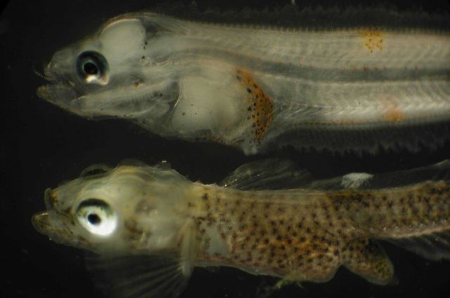 Zooplankton Picture