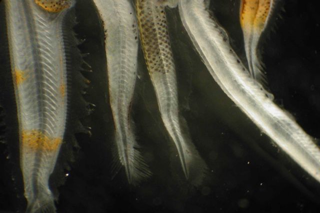 Zooplankton Picture