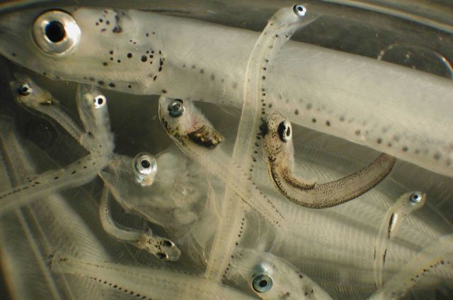 Zooplankton Picture