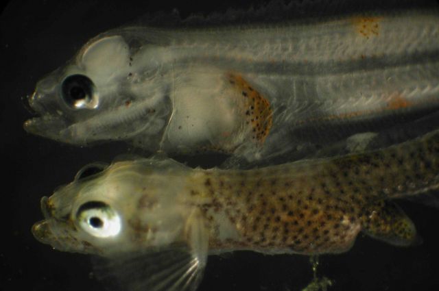 Zooplankton Picture