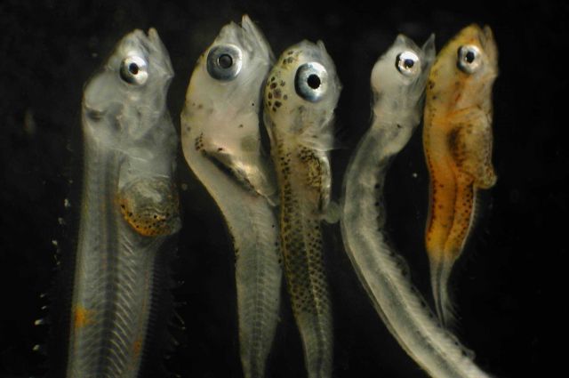 Zooplankton Picture