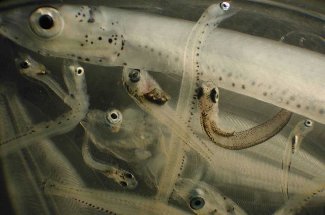 Zooplankton Picture