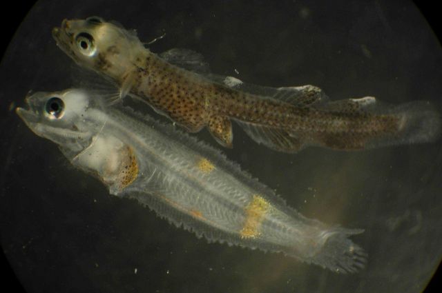 Zooplankton Picture
