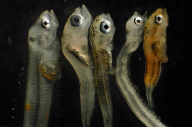 Zooplankton Picture