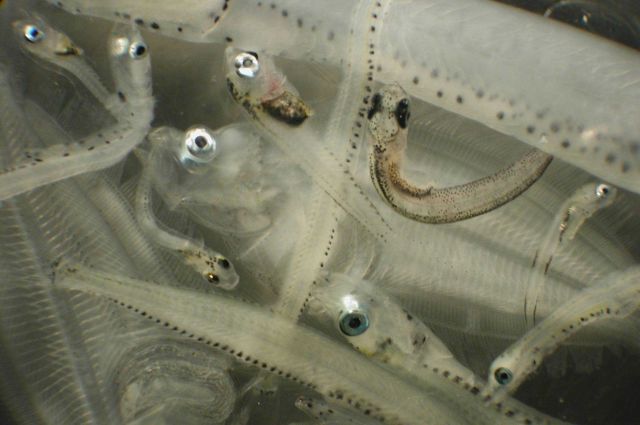 Zooplankton Picture